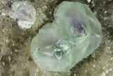 Green Fluorite with Purple Core on Smoky Quartz Crystals - China #146893-2